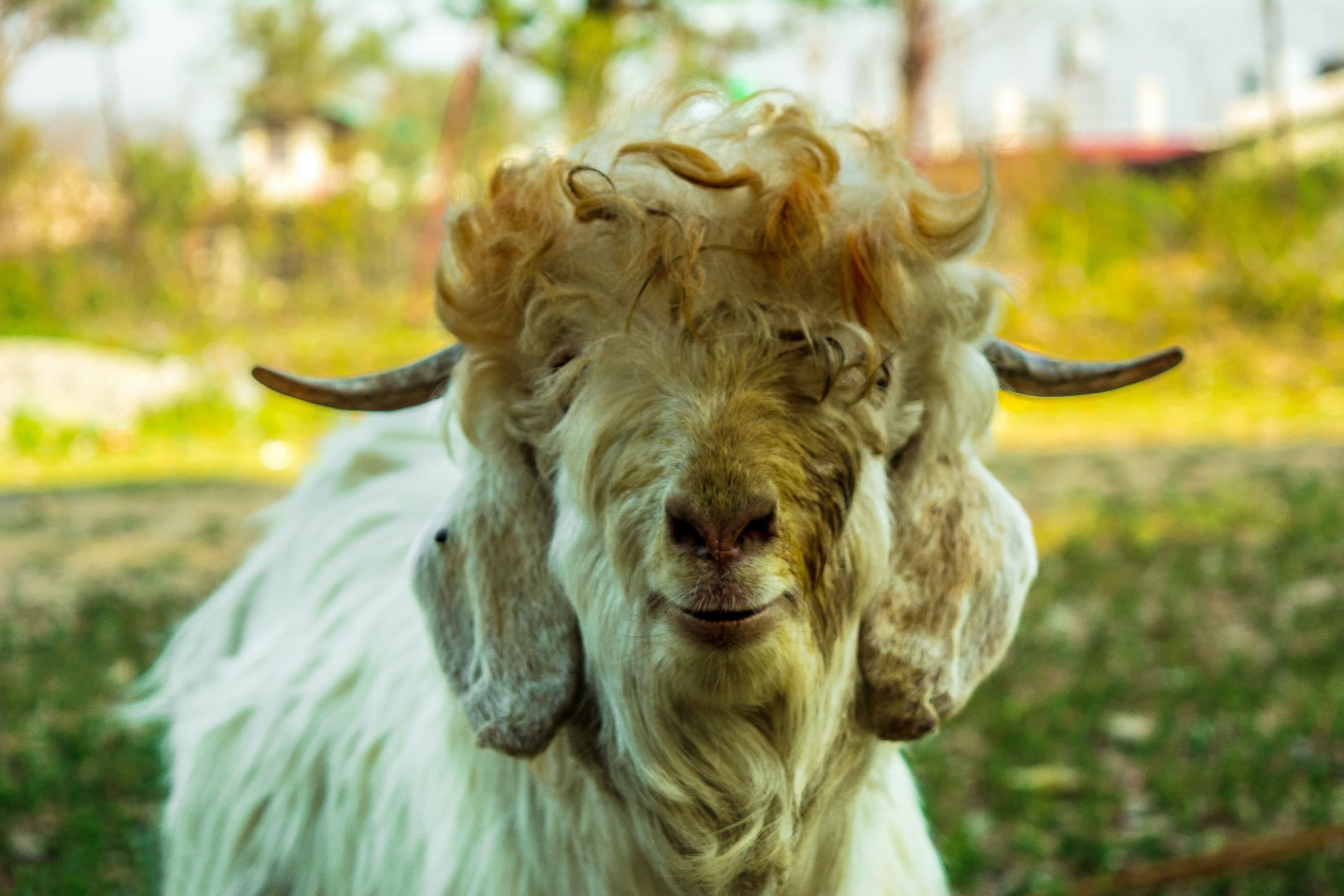 A happy goat is one that gets votes